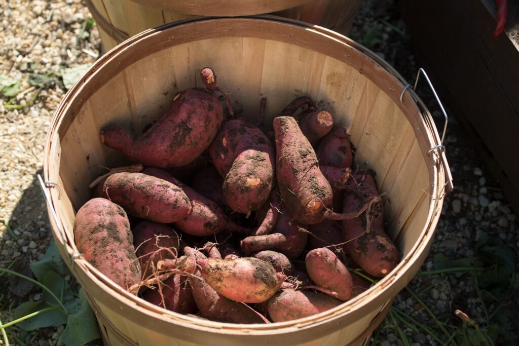 How to Grow Sweet Potatoes in Colorado How to Grow Sweet Potatoes in Colorado