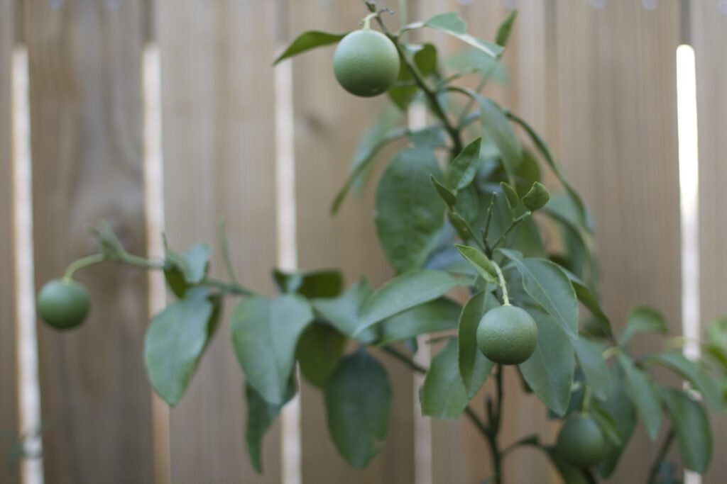 grow grapefruit from seed