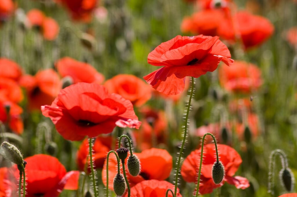 Companion Plants for Poppies